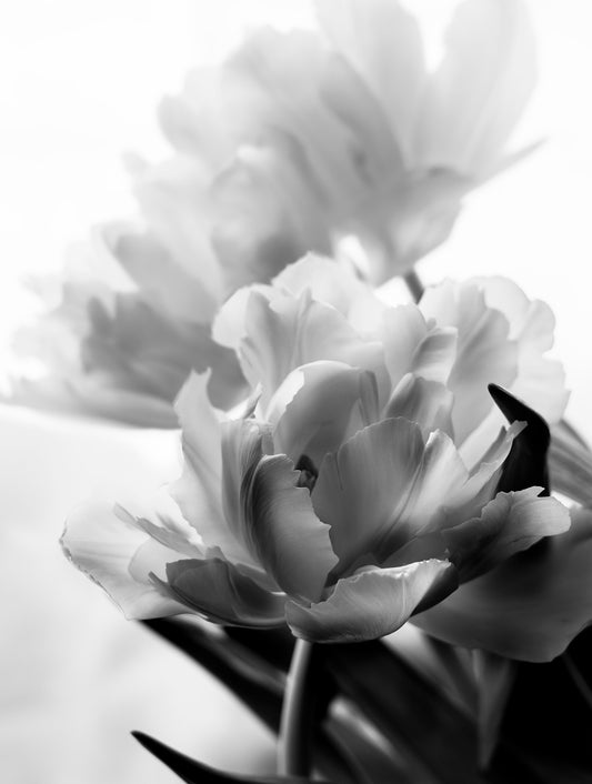 Tulips in Black & White